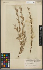 Foto von Salix repens L.